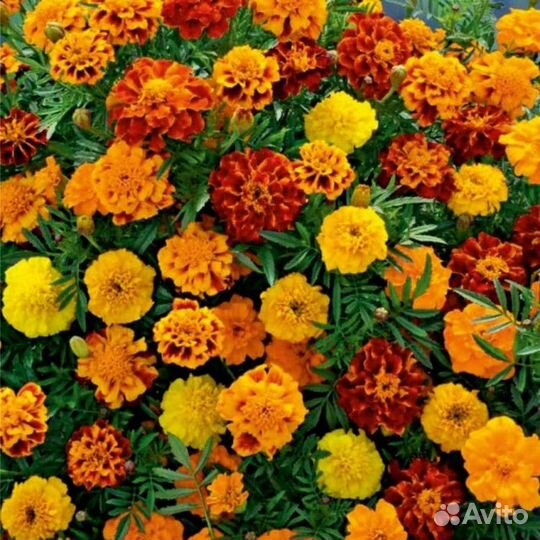 Бархатцы низкорослые