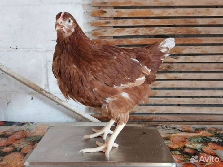 Куры-несушки
