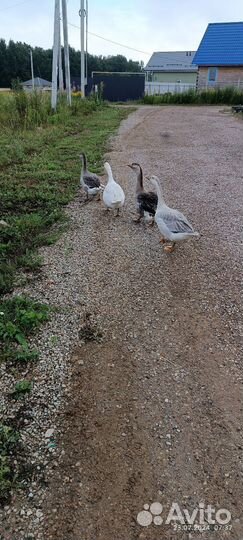 Гуси