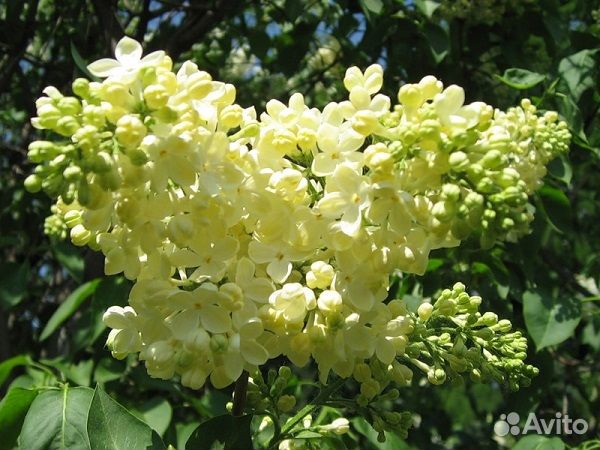 Сирень саженцы