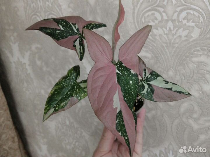 Комнатные растения