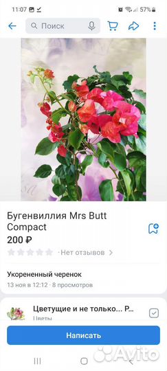 Бугенвиллии