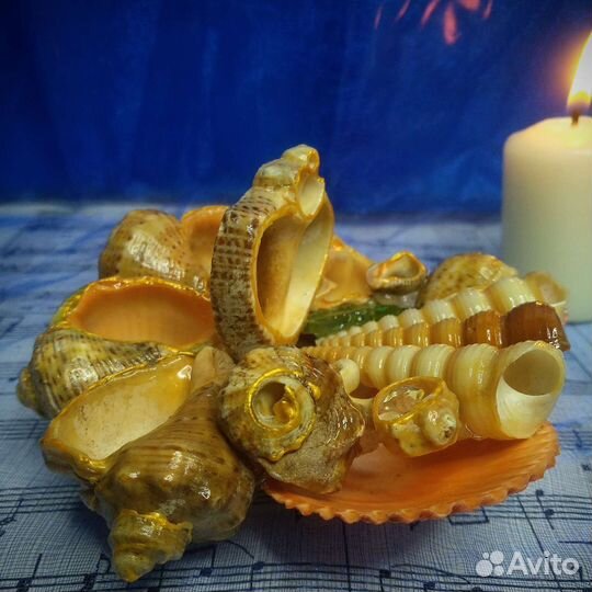 Композиция из ракушек.Сувенир. Украшение для дома