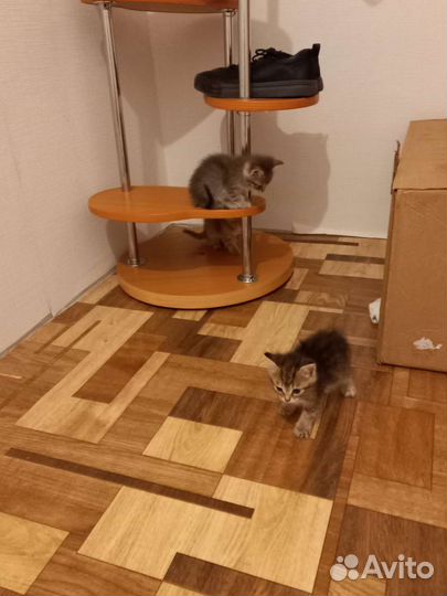 Котята в добрые руки бесплатно