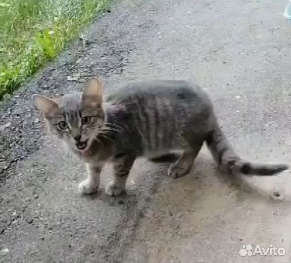 Выброшенный на улицу котенок плачет от страха