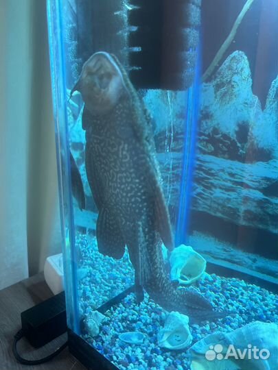 Парчовый сом