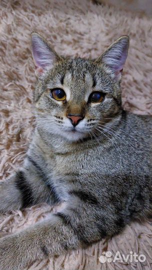 Котёнок- подросток