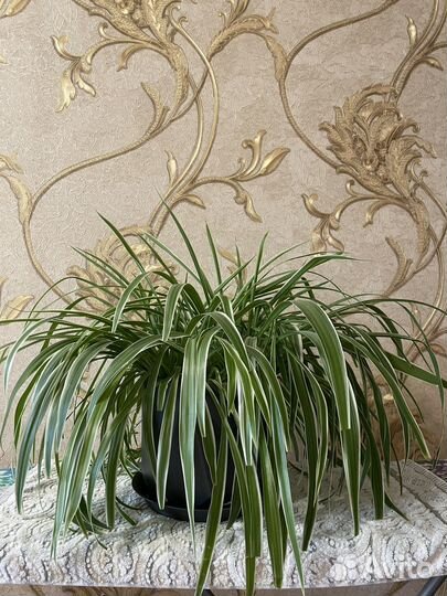 Комнатные цветы