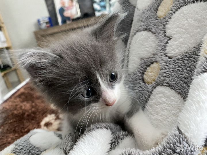 Котята отдам в добрые руки бесплатно