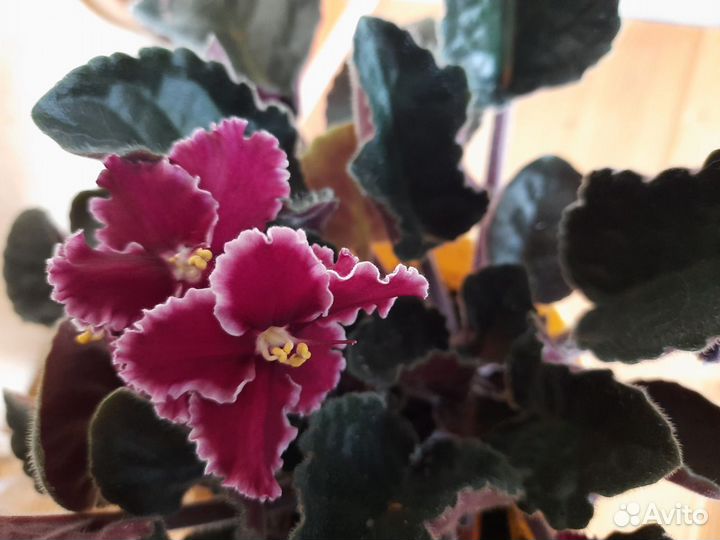 Фиалка сортовая