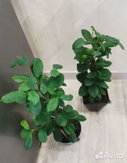 Фикус мокламе