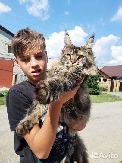 Котята из питомника
