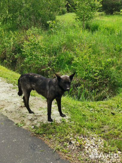 Найдена собака