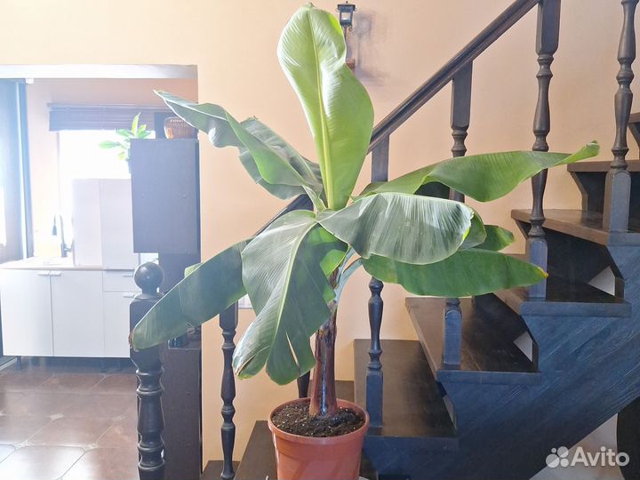 Банан растение