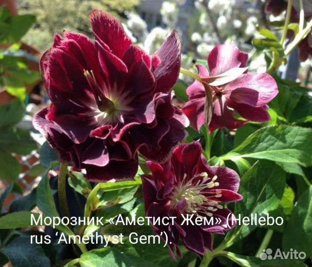 Морозник саженцы