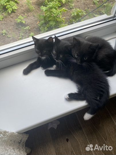 Кошка в дар