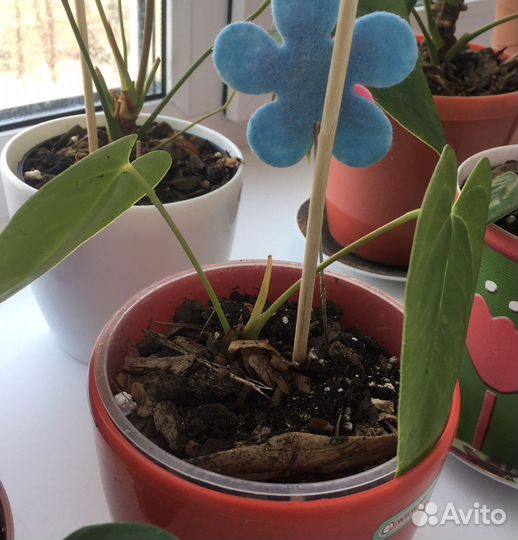 Антуриум красный