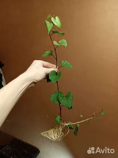 Рассада батат