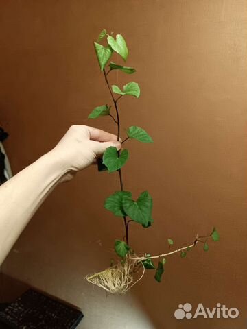 Рассада батат