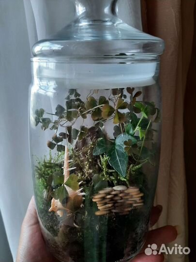 Флорариум с живым мхом