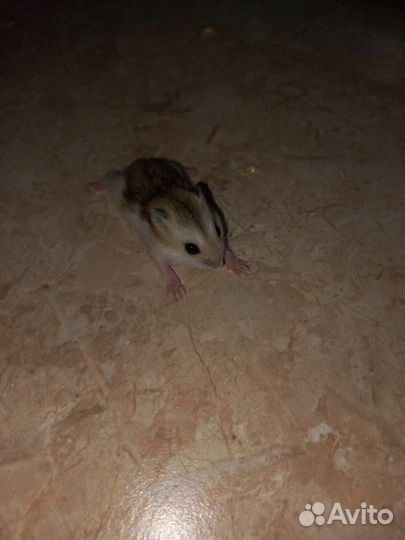 Джунгарский хомяк