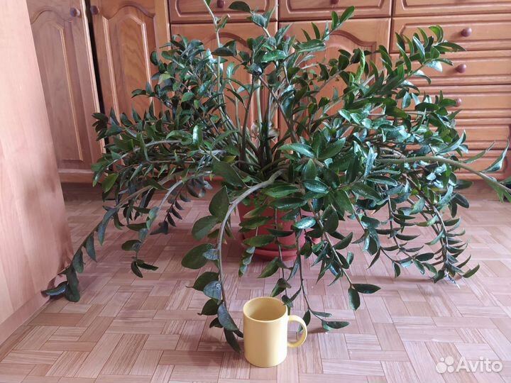 Замиокулькас