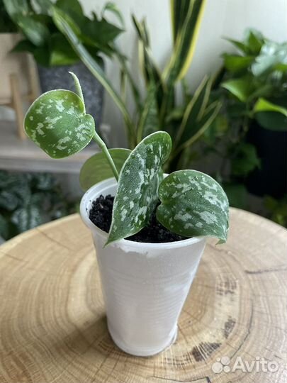 Сциндапсус/Эпипремнум Пиктус