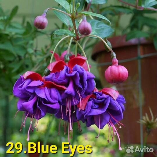 Фуксии сортовые 1