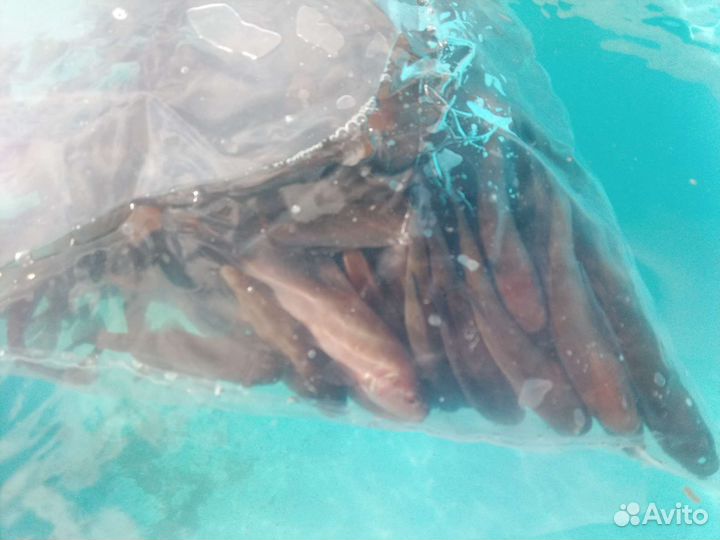 Малек линя (сеголеток)