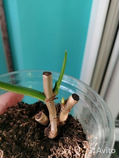 Филодендрон Гитара вариегатная, розовая принцесса