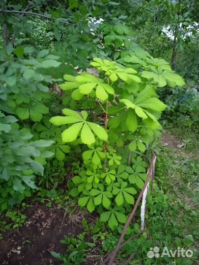 Каштан конский