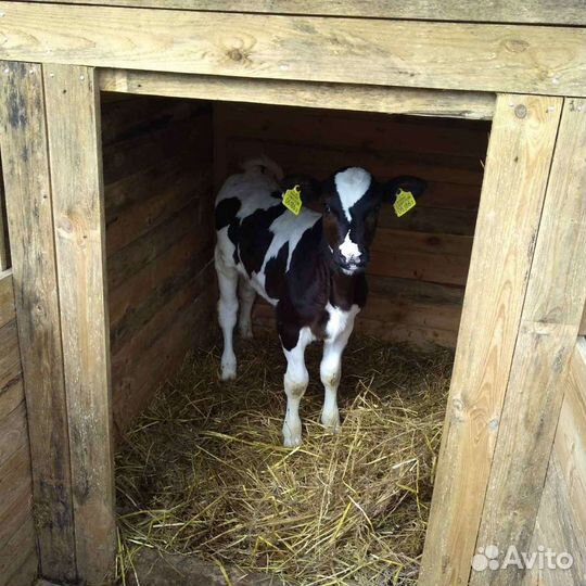 Продажа бычков телок