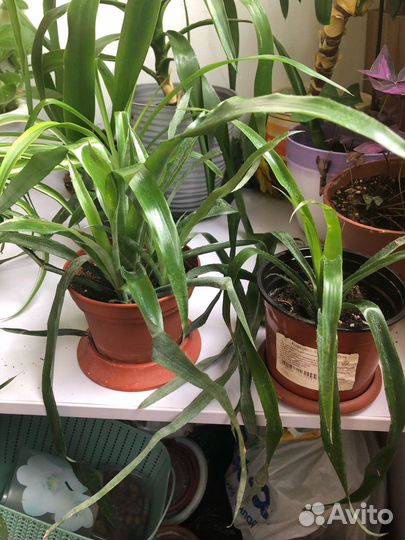 Продажа комнатных растений