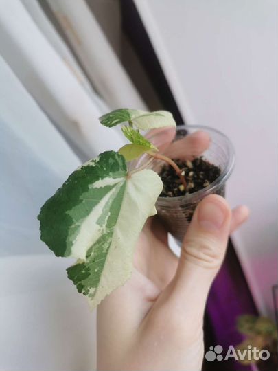 Комнатные растения(Гибискус,калла