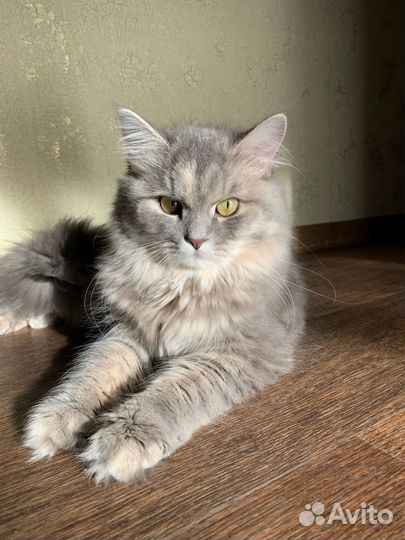 Британская длинношерстная шиншилла на вязку