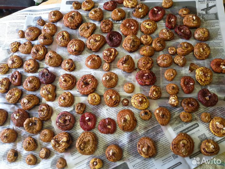 Гладиолусы луковицы