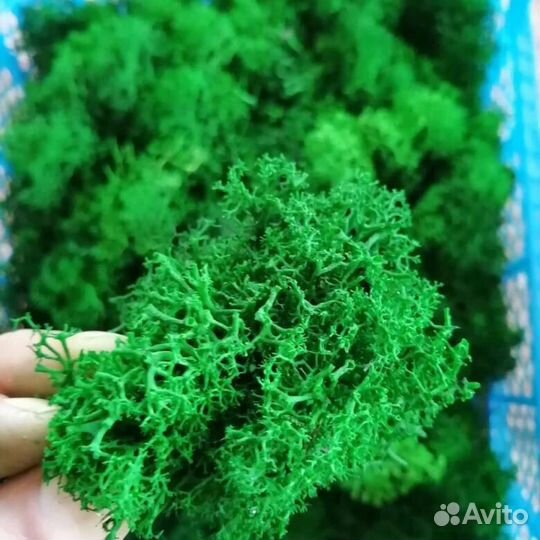 Стабилизированный мох - Обрезки