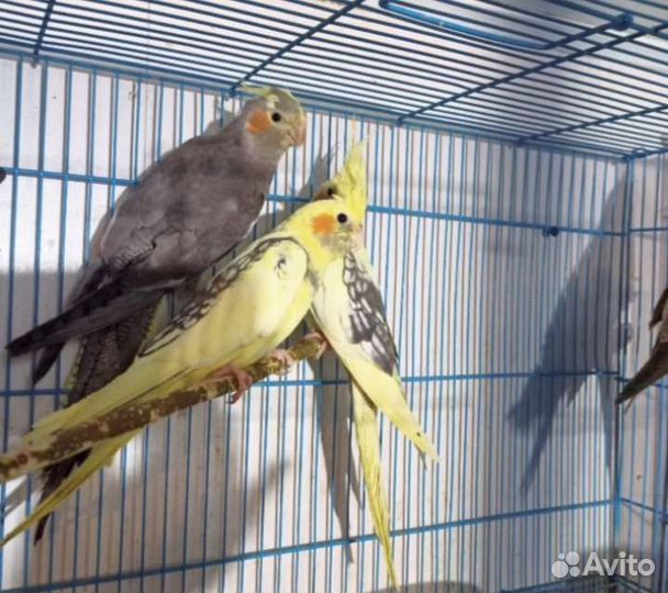 Кореллы птенцы