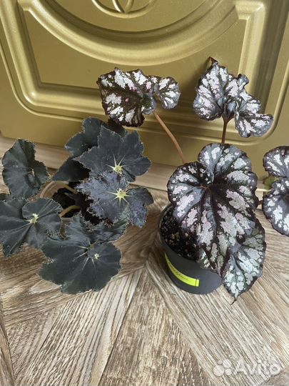 Бегонии сортовые