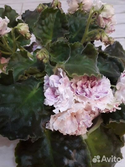 Фиалки листики