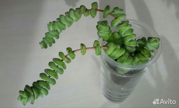 Филодендрон дольчатый Сингониум Жаде Крассула Марн