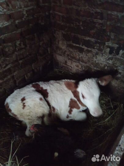 Телята бычки