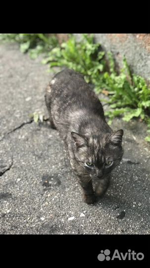 Кот в добрые руки