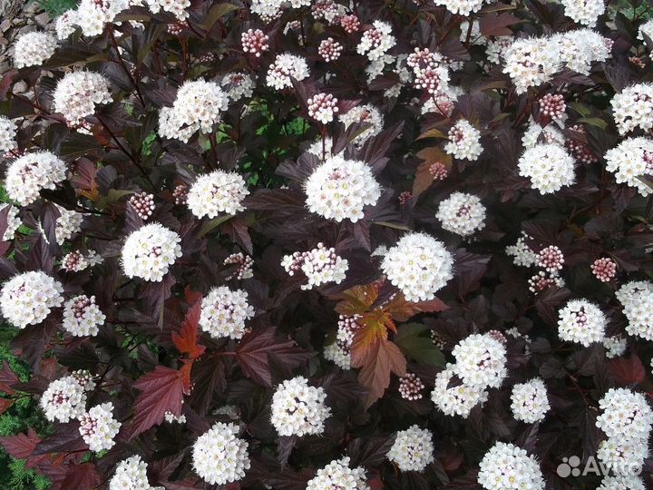 Пузыреплодник Диабло