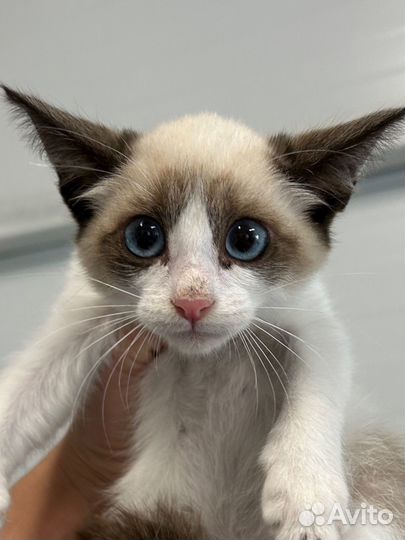 Котенок девочка в квартиру