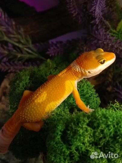 Эублефары, яркие танжерины