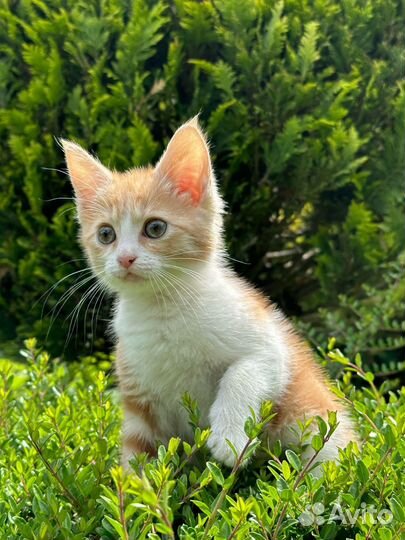 Котенок в добрые руки