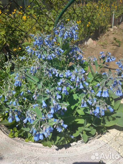 Многолетние деротивные растения