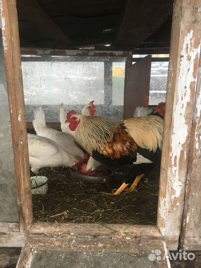 Продам кур-несушек