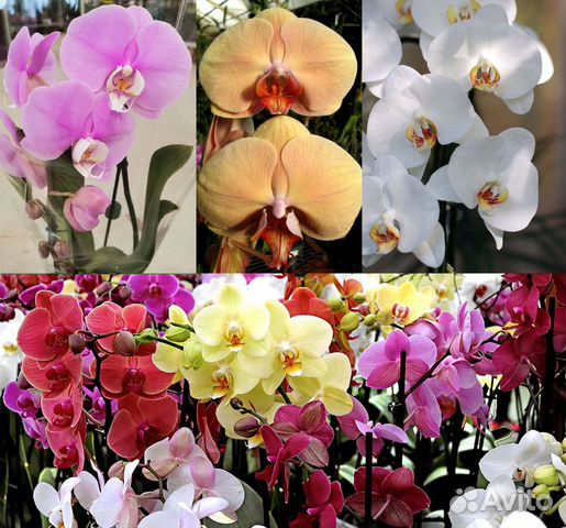 Красивые Сортовые орхидеи Лас Вегас и др